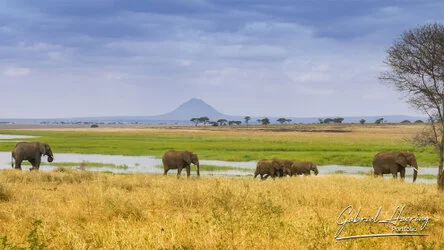 Elephant family in Tarangire National Park, Tanzania, photographed during a guided photographic safari.
