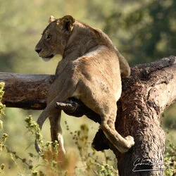 Lion in Ngorongoro Crater, Tanzania, photographed during a guided photographic safari.