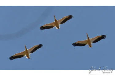 Pelicans fliying over Ngorongoro Crater, Tanzania, photographed during a guided photographic safari.