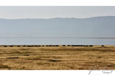 Wildbeast herd in Ngorongoro Crater, Tanzania, photographed during a guided photographic safari.