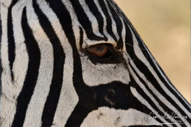 Zebra in Ngorongoro Crater, Tanzania, photographed during a guided photographic safari.