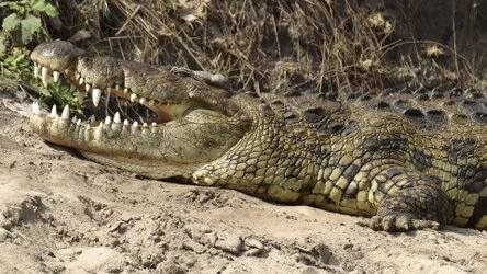 Sunrise in Serengeti National Park, Tanzania, photographed during a guided photographic safari.