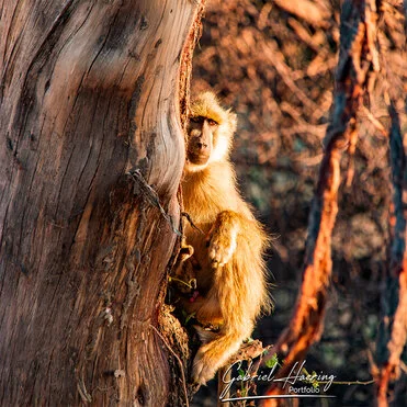 Monkey can be observed in Ruaha National Park during a private photographic safari