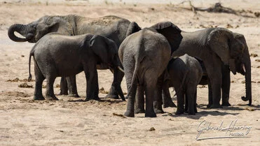 Elephant can be observed in Ruaha National Park during a private photographic safari