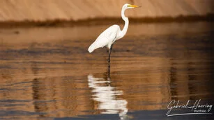 Heron can be observed in Nyerere National Park during a private photographic safari