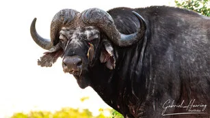 Buffalo can be observed in Nyerere National Park during a private photographic safari