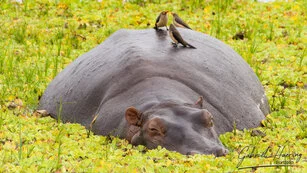 Hippo can be observed in Nyerere National Park during a private photographic safari