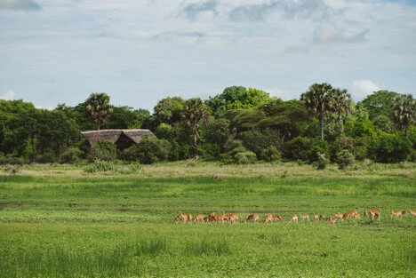 Plains wildlife grazing near Katavi Wildlife Camp in remote Western Tanzania