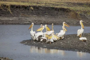 A unique birdwatching opportunity to visit Katavi National Park with a private photographic safari with Gabriel Haering