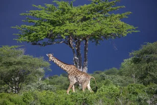Giraffe can be observed in Katavi National Park during a private photographic safari