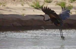 A unique birdwatching opportunity to visit Katavi National Park with a private photographic safari with Gabriel Haering