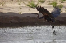A unique birdwatching opportunity to visit Katavi National Park with a private photographic safari with Gabriel Haering