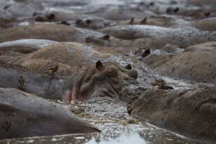 Hippo can be observed in Katavi National Park during a private photographic safari