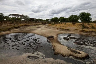 Hippo can be observed in Katavi National Park during a private photographic safari