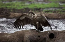 A unique birdwatching opportunity to visit Katavi National Park with a private photographic safari with Gabriel Haering