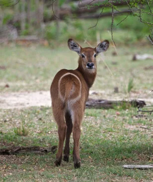 Waterbuck can be observed in Katavi National Park during a private photographic safari