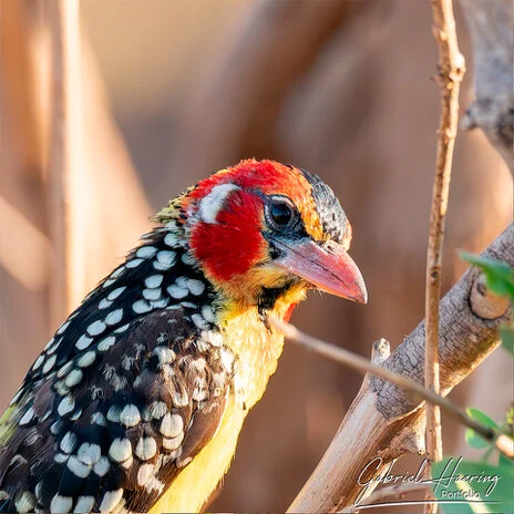Birding in Mkomazi National Park captured on a bespoke wildlife photography safari in Tanzania