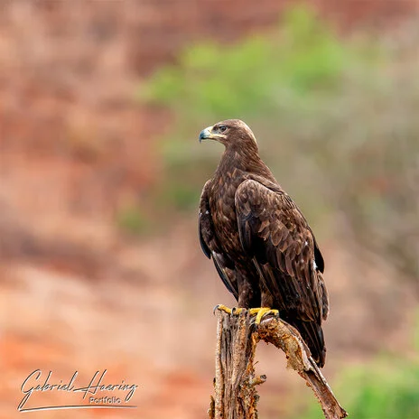 Birding in Mkomazi National Park captured on a bespoke wildlife photography safari in Tanzania