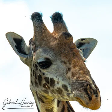 Masai giraffe in Mkomazi photographed during a bespoke Tanzania photographic safari