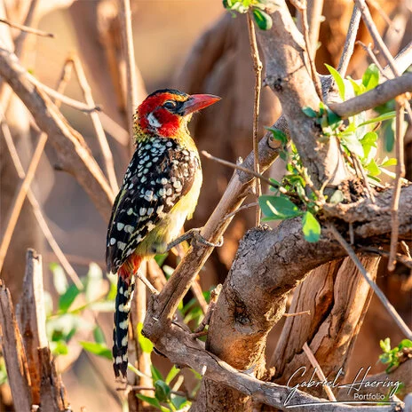Birding in Mkomazi National Park captured on a bespoke wildlife photography safari in Tanzania