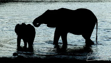 African elephant photographed during a bespoke Tanzania photo safari in Mkomazi National Park