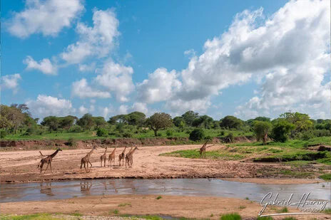 Masai giraffe photographed during a Tanzania photographic safari in Tarangire National Park