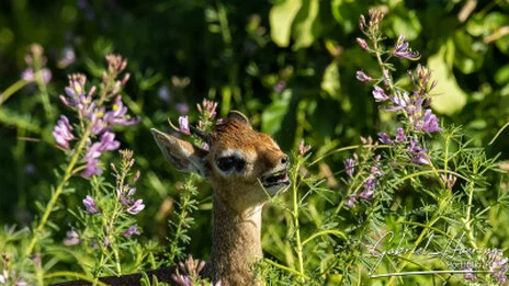 Kirk’s dik-dik in Tarangire National Park captured on a bespoke Tanzania photographic safari