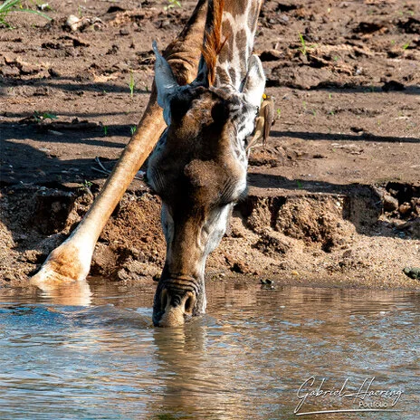 Masai giraffe photographed during a Tanzania photographic safari in Tarangire National Park