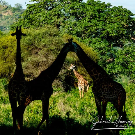 Masai giraffe photographed during a Tanzania photographic safari in Tarangire National Park
