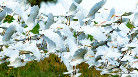 Bird photography along the Tarangire River during a bespoke Tanzania photographic safari