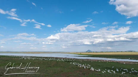 Seasonal swamp landscape in Tarangire National Park photographed on a Tanzania photo safari