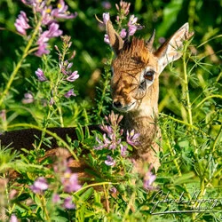Dik Dik Tarangire National Park, Tanzania, photographed during a guided photographic safari.