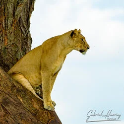 Lion in Tarangire National Park, Tanzania, photographed during a guided photographic safari.