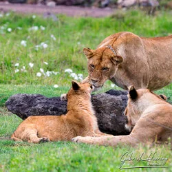 Lion - Ngorongoro Crater, Tanzania, photographed during a guided photographic safari.