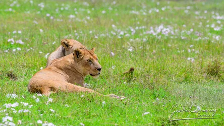 Lion - Ngorongoro Crater, Tanzania, photographed during a guided photographic safari.
