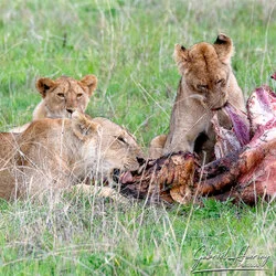 Lion - Ngorongoro Crater, Tanzania, photographed during a guided photographic safari.