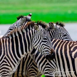 Zebra - Ngorongoro Crater, Tanzania, photographed during a guided photographic safari.