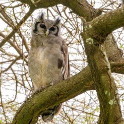 Eagle owl in Serengeti National Park, Tanzania, photographed during a guided photographic safari.