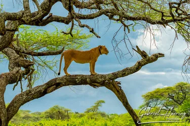 Lion in Ndutu, Ngorongoro Conservation Area, Tanzania, photographed during a guided photographic safari.