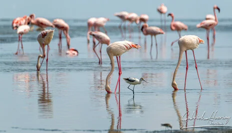 A unique photographic safari visiting Lake Natron and thousends of Flamingos and Oldonio Lengai volcano