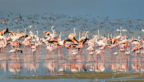 A unique photographic safari visiting Lake Natron and thousends of Flamingos and Oldonio Lengai volcano