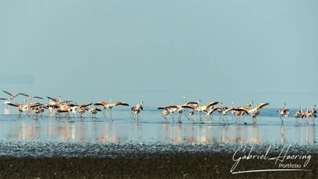 A unique photographic safari visiting Lake Natron and thousends of Flamingos and Oldonio Lengai volcano