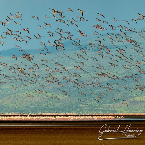 A unique photographic safari visiting Lake Natron and thousends of Flamingos and Oldonio Lengai volcano