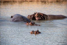 Hippo during Dry-season safari landscape in Ruaha National Park with golden tones, open plains and remote wilderness scenery