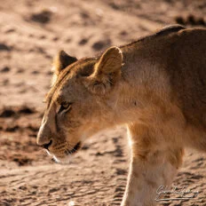 Lion during Dry-season safari landscape in Ruaha National Park with golden tones, open plains and remote wilderness scenery