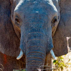 Elephant during Dry-season safari landscape in Ruaha National Park with golden tones, open plains and remote wilderness scenery