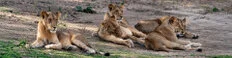 Lion during Dry-season safari landscape in Ruaha National Park with golden tones, open plains and remote wilderness scenery