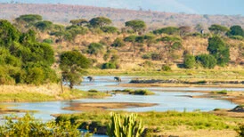 Wide panoramic view of Ruaha National Park showing remote wilderness, dry-season vegetation and open safari landscapes