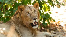 ion in Nyerere National Park photographed during a Southern Tanzania wildlife safari