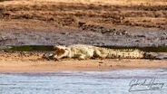 Crocodile can be observed in Nyerere National Park during a private photographic safari